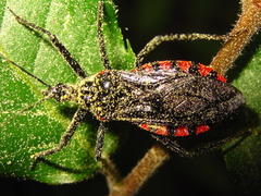 Rhynocoris leucospilus sibiricus