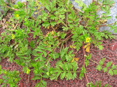 Potentilla supina