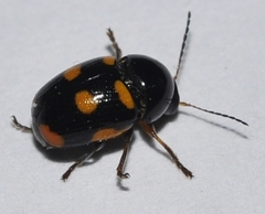 Cryptocephalus crassus