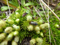 Astylus subannulatus