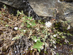 Drymaria stereophylla