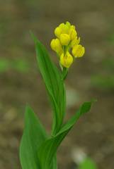 Cephalanthera falcata