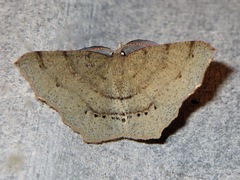 Rhinodia rostraria