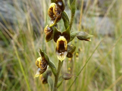 Pterichis silvestris