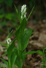 Cephalanthera erecta