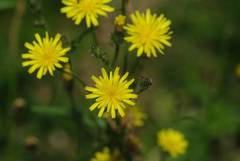 Picris japonica