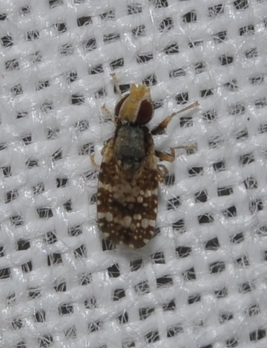 Campiglossa martii · iNaturalist