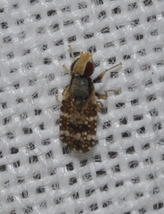 Campiglossa martii