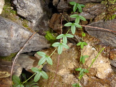 Passiflora gracilens