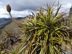 Puya stipitata