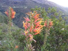 Siphocampylus tupaeformis