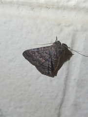 Eudesmeola lawsoni