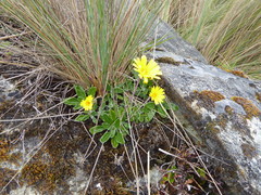 Chrysactinium acaule