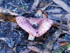 Russula purpureoflava