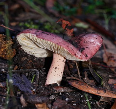 Russula purpureoflava