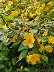 Kerria japonica