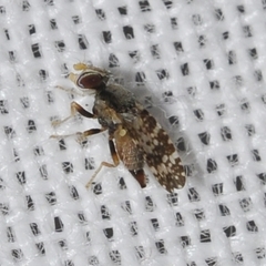 Campiglossa martii