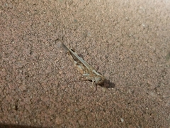 Austroicetes tricolor