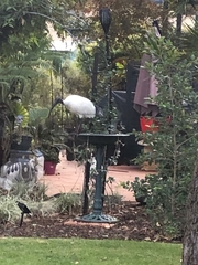 Threskiornis molucca