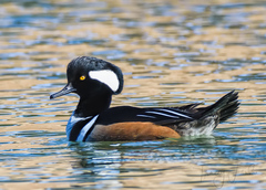 Lophodytes cucullatus