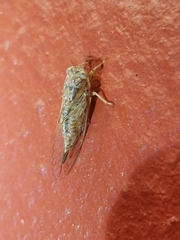 Myopsalta xerograsidia