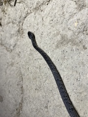 Pareas margaritophorus