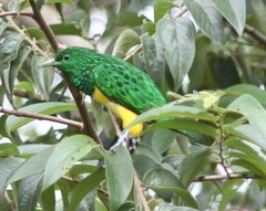 Chrysococcyx cupreus