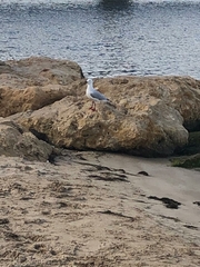 Chroicocephalus novaehollandiae