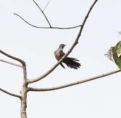 Cacomantis variolosus variolosus
