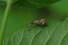 Dermatoxenus caesicollis