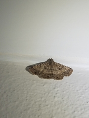 Diatenes aglossoides