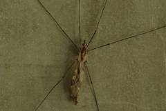 Tipula coquilletti