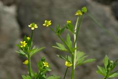 Ranunculus cantoniensis