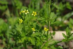 Ranunculus cantoniensis