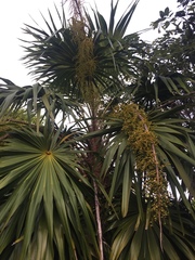 Thrinax radiata