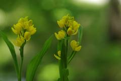 Cephalanthera falcata