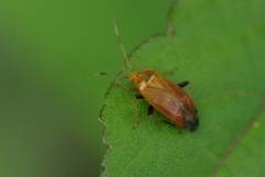 Castanopsides kerzhneri