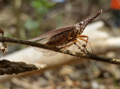Rentinus dilatatus