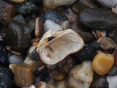 Striarca pisolina