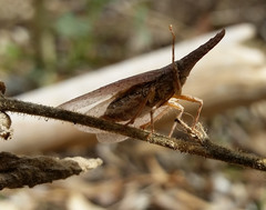 Rentinus dilatatus