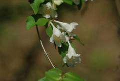 Diabelia spathulata