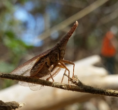 Rentinus dilatatus
