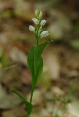 Cephalanthera erecta