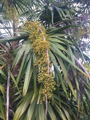 Thrinax radiata