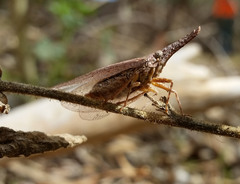 Rentinus dilatatus