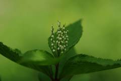 Chloranthus serratus