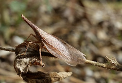 Rentinus dilatatus