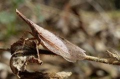 Rentinus dilatatus