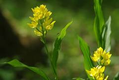 Cephalanthera falcata
