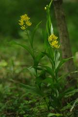 Cephalanthera falcata